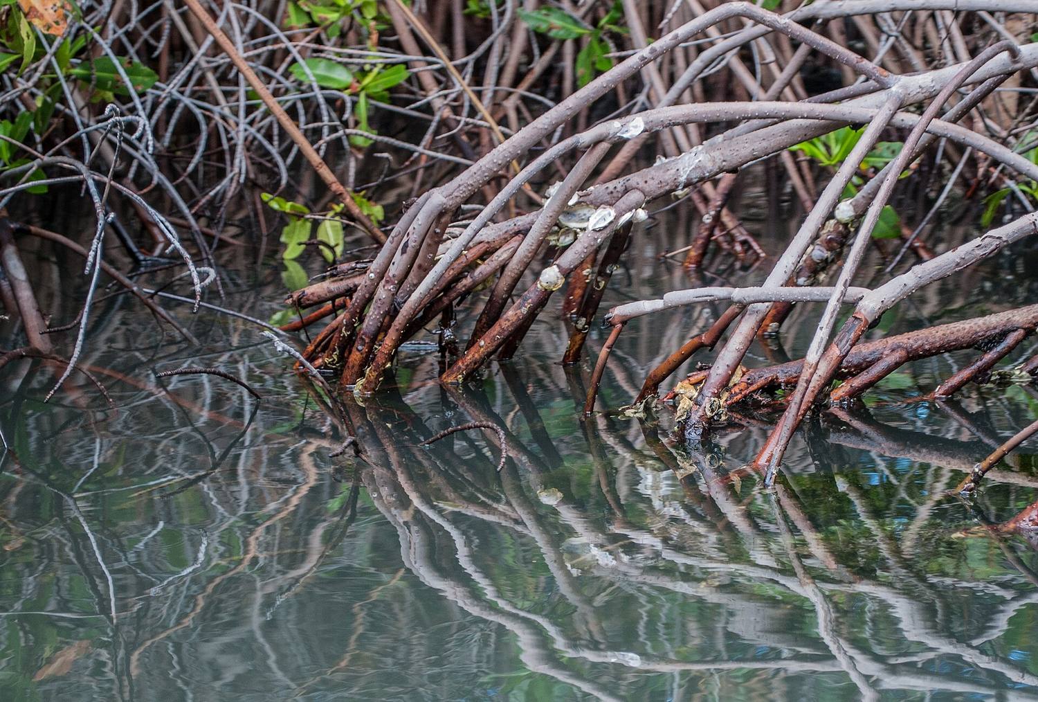 Tangled red mangrove roots reaching into shallow water