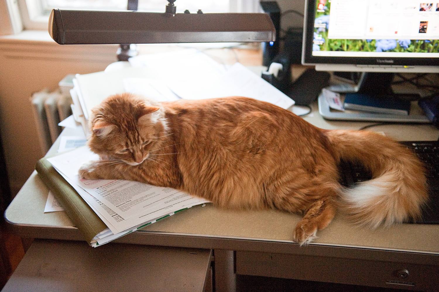 An orange cat asleep on a stack of papers on a desk